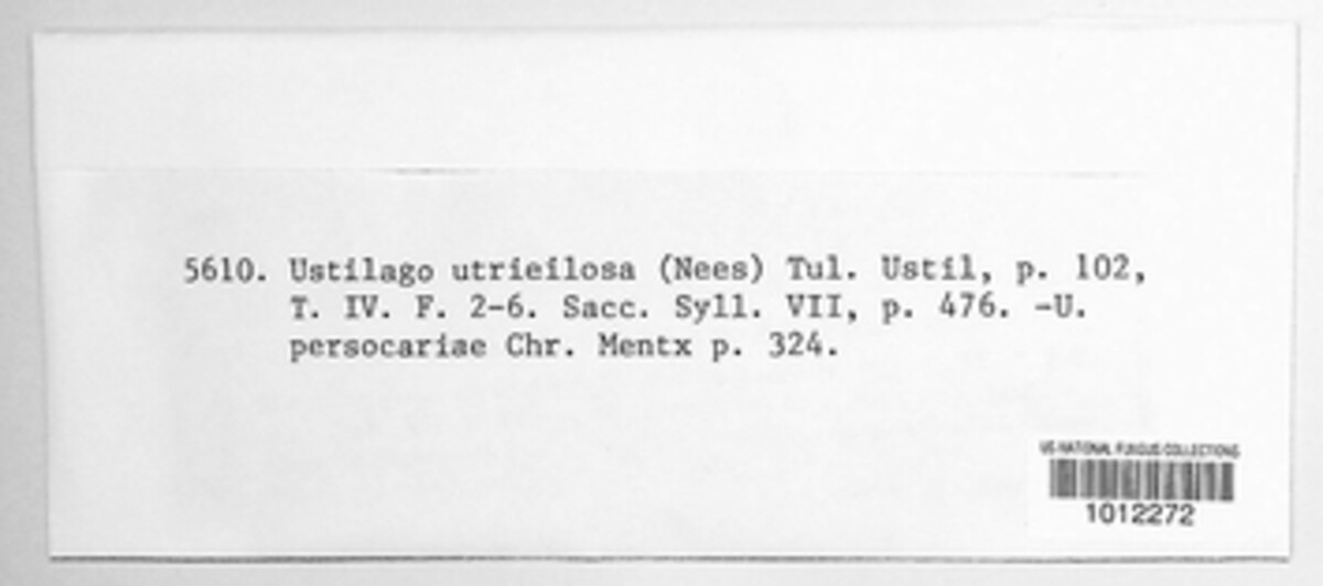 Ustilago image